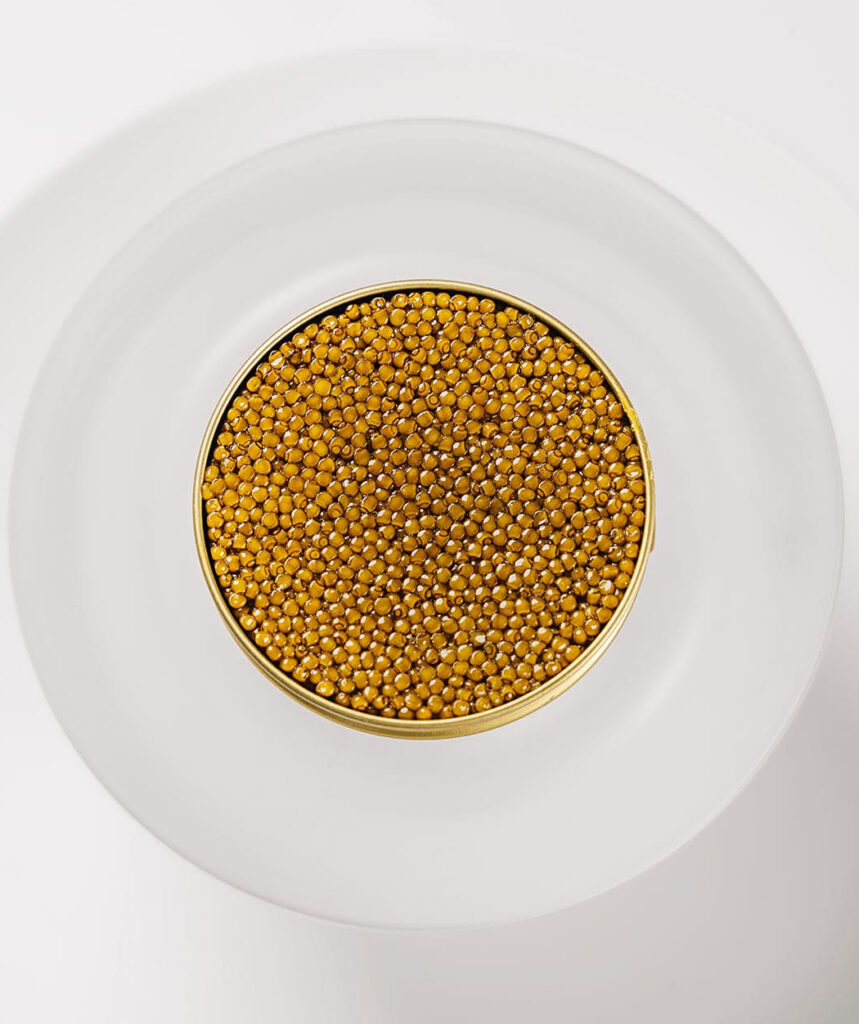 n25_caviar_seestern_salzburg